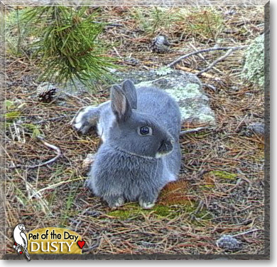 Dusty, the Pet of the Day Dusty, the Pet of the Day