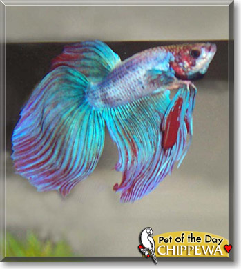 Chippewa, the Pet of the Day Chippewa, the Pet of the Day