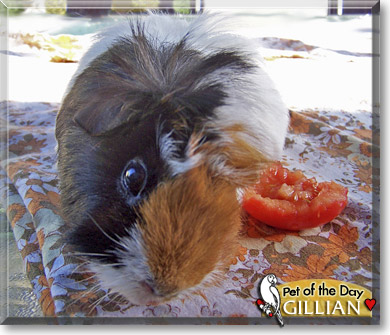 Gillian, the Pet of the Day