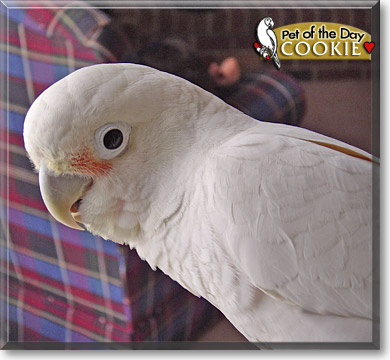 Cookie, the Pet of the Day Cookie, the Pet of the Day