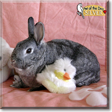 Silver, the Pet of the Day Silver, the Pet of the Day