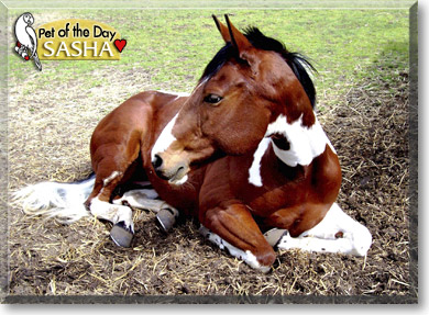 Sasha, the Pet of the Day Sasha, the Pet of the Day