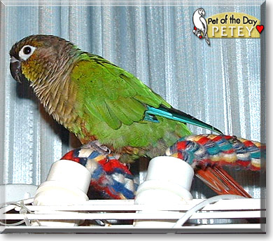 Petey, the Pet of the Day Petey, the Pet of the Day