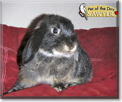 Sawyer, the Pet of the Day Sawyer, the Pet of the Day