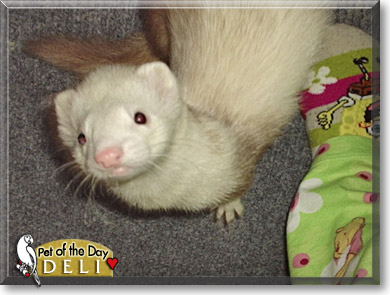 Deli, the Pet of the Day Deli, the Pet of the Day