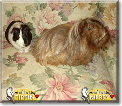 Merry, Pippin, the Pet of the Day Merry, Pippin, the Pet of the Day