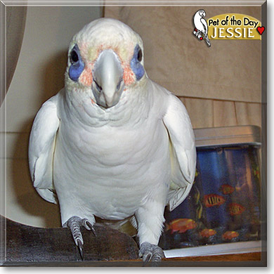 Jessie, the Pet of the Day Jessie, the Pet of the Day