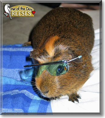 Reeses, the Pet of the Day Reeses, the Pet of the Day