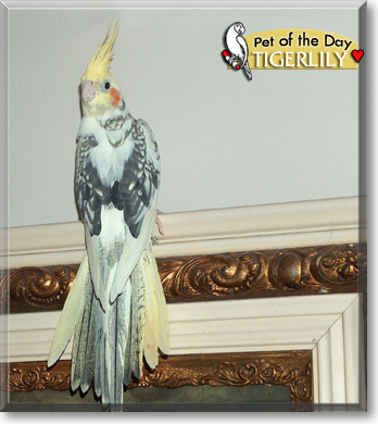Tigerlily, the Pet of the Day Tigerlilly, the Pet of the Day