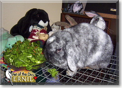 Ernie, the Pet of the Day Ernie, the Pet of the Day
