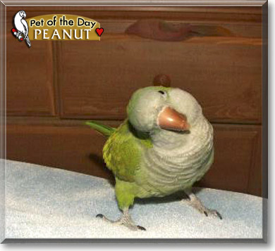 Peanut, the Pet of the Day