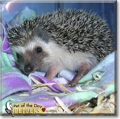 Peppers, the Pet of the Day Peppers, the Pet of the Day