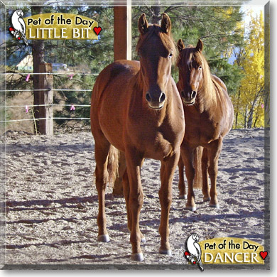 Little Bit, Dancer, the Pet of the Day Little Bit, Dancer, the Pet of the Day