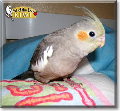 Kiwi, the Pet of the Day