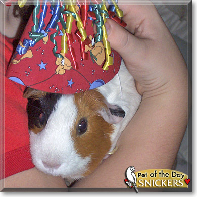 Snickers, the Pet of the Day Snickers, the Pet of the Day