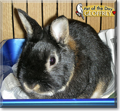 Geoffrey, the Pet of the Day