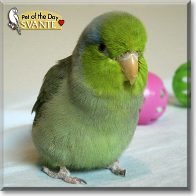 Svante, the Pet of the Day