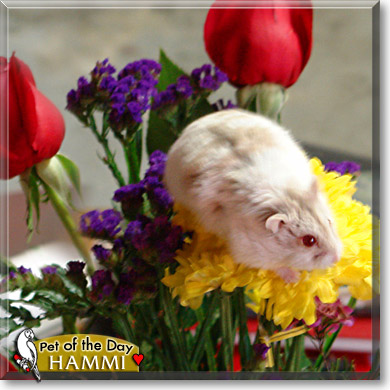 Hammi, the Pet of the Day Hammi, the Pet of the Day