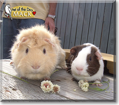 Mack, the Pet of the Day Mack, the Pet of the Day