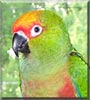Happy the Gold Capped Conure