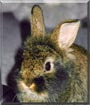 Cookie the Lionhead, Dutch