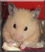 Fuffu the Hamster