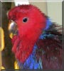 Isis the Solomon Eclectus