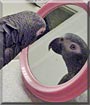 Timba the Tinmeh African Grey