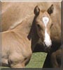 Jack the American Quarter Horse