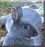 Dusty the Norwegian Dwarf Rabbit