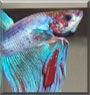 Chippewa the Betta Fish