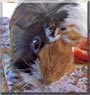 Gillian the Guinea Pig