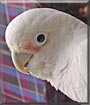 Cookie the Goffins Cockatoo