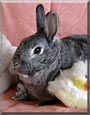 Silver the Rabbit