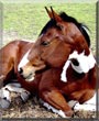 Sasha the Paint, Thoroughbred