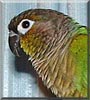 Petey the Blue Front Amazon