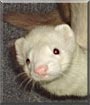 Deli the Cinnamon ferret