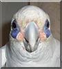 Jessie the Bare Eyed Corella