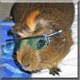 Reeses the Agouti Guinea Pig
