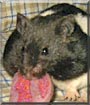 Oreo the Panda Bear hamster
