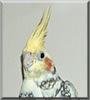 Tigerlilly the Pearly Pied Cockatiel