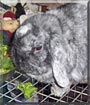 Ernie the Mini Lop Rabbit