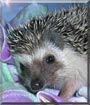 Peppers the African Pygmy Hedgehog