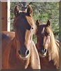 Little Bit, Dancer the Quarter Pony, Morgan