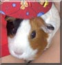 Snickers the American Guinea Pig
