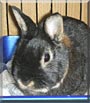 Geoffrey the Dwarf Rabbit