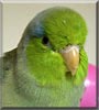 Svante the Pacific parrotlet