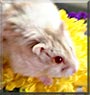 Hammi the Siberian Dwarf