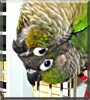 Austin, Bunny the Green Cheek Conures