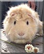 Mack the Guinea Pig